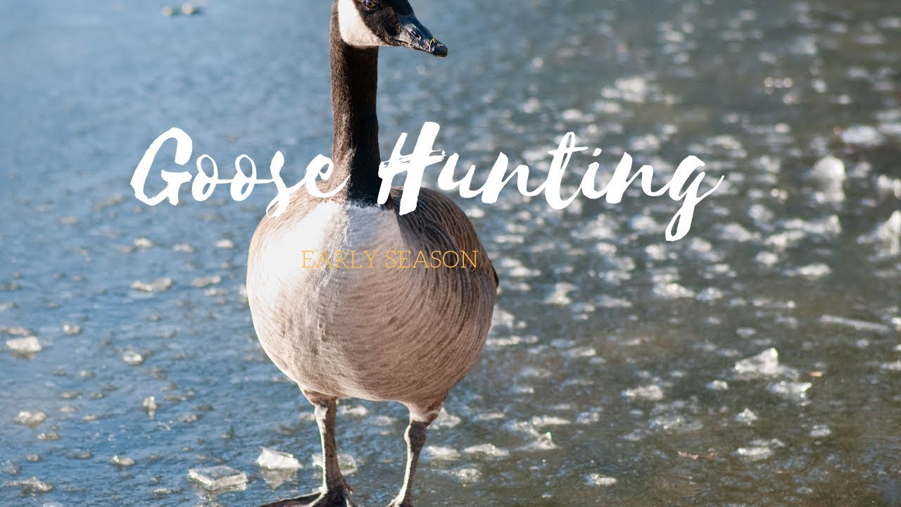 Early Season California Goose Hunt! Public Land YouTube