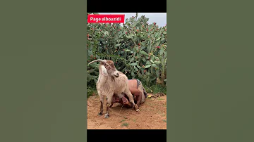 سبحان الله حنان الماعز على إنسان Sheepsardibenimeskine HawliSardi 