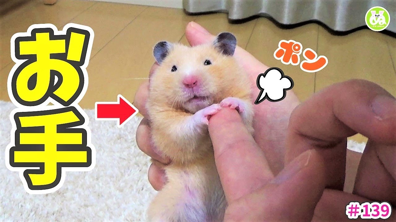 仕方なく両手でお手をするハムスターが可愛いすぎる Shake My Hand With Hamster Youtube