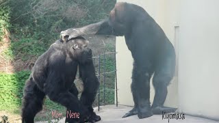 Молодой самец гориллы заботится о своей престарелой матери | Семья Шабани | Зоопарк Хигашияма