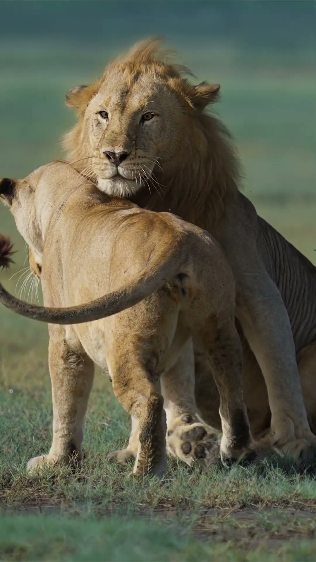 Affectionate behaviours can play an essential role in social bonding between animals ❤️ #Shorts