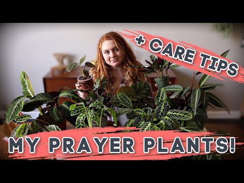 Prayer Plant Care + Collection! | Calathea | Maranta | Stromanthe