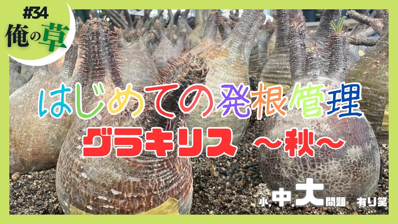 はじめての発根管理　グラキリス  〜 秋 〜【#34 俺の草】