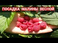 Посадка малины весной, простой надежный способ