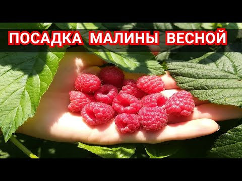 Video: Сайтыңызды кантип өркүндөтсө болот