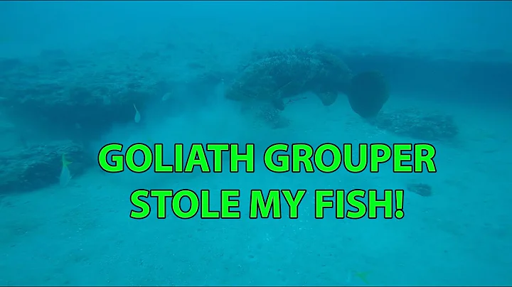 Goliath Grouper steals my hooked scamp grouper underwater video
