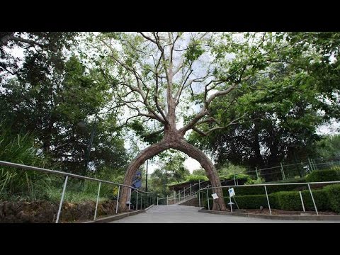 Video: Gilroy Gardens: mitä sinun tulee tietää ennen lähtöä