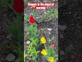 Flowers in the place of worship #highlights #canada #nature #flower #viralshort