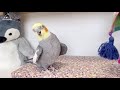 熱唱中カメラが寄ると「あはっ!」あざと可愛いオカメインコこはく
