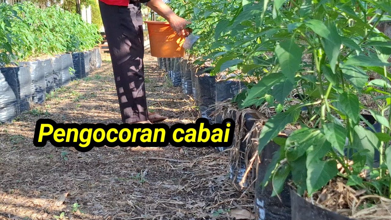 Jadwal pemupukan cabai#Tani Channel Nusantara#