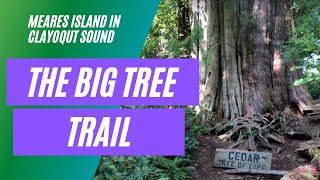 The Big Tree Trail On Meares Island In Clayoquot Sound