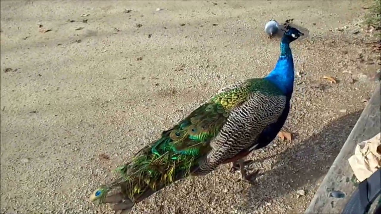 Tous affamés ! (Everyone's starving!)