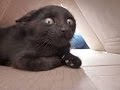 Funny cats scared of random things  funny cats compilation