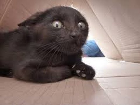 Funny cats scared of random things 