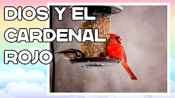 ¿Qué animales comen cardenales?