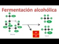 Bioquímica | Fermentación alcohólica