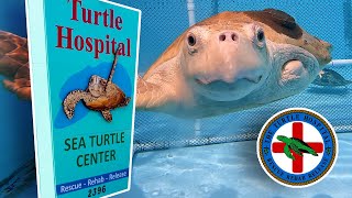 Exploring The Turtle Hospital In Marathon, Florida with Bette Zirklebach