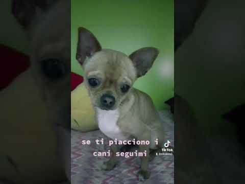 Video: Pepto Bismol per cani