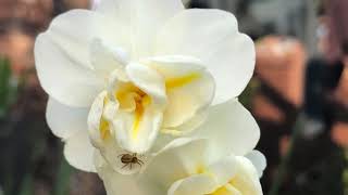 Spring wishes