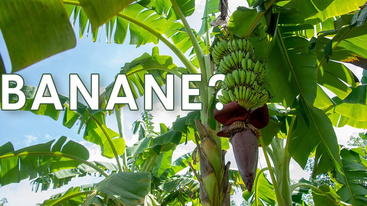 Banano, coltivazione e consigli per la cura - Codiferro Master