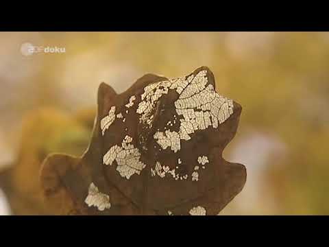 Update Der Baum der Bäume - Die Geschichte einer alten Eiche - ZDF Dokumentation Spezial