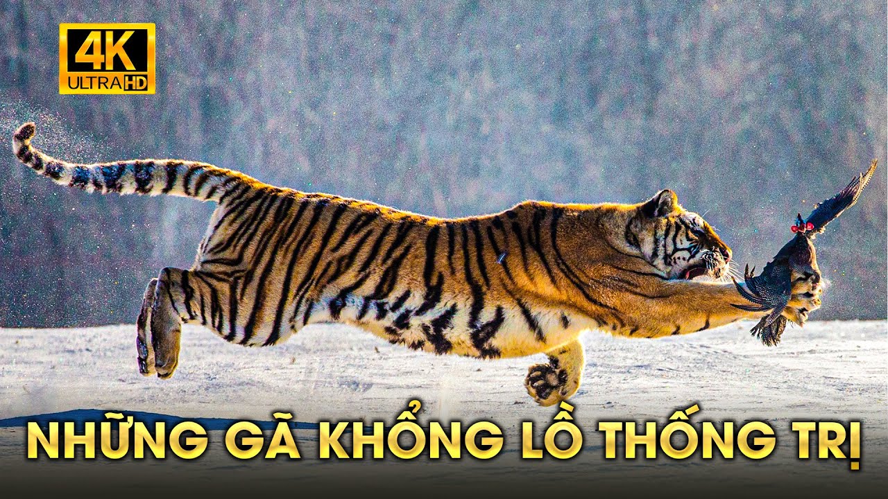 SIBERIA BĂNG GIÁ | Bí Mật Sinh Tồn Giữa Vùng Đồng Hoang Băng Giá  #thegioidongvat | Vua Sư Tử