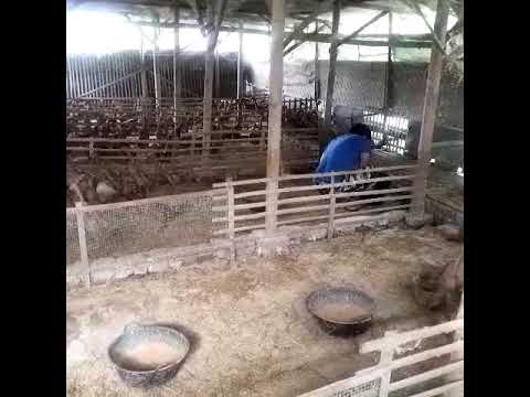 Proses pengambilan telur bebek petelur ( Ponorogo ) Proses pengambilan telur bebek petelur ( Ponorogo )
