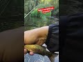 su buena liberación 🤣🤣 #pesca #fishing #chileflyfishing #fishingvideo #trucha