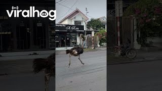 Ostrich Runs With Traffic || Viralhog