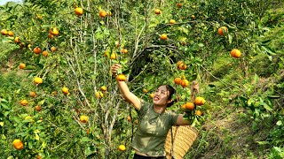 The girl harvests the orange garden - at the end of the season she brings it to the market to sell