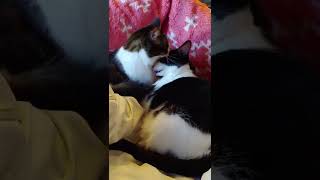 My Adopted Colony Cat Fluffy Grooming Her Daughter Mickey by weliveinspired 41 views 1 year ago 3 minutes, 33 seconds