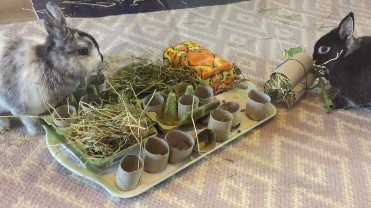 How to make a rabbit puzzle feeder 