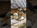 cats treat ducks as female cats😂. Cute and funny (Click to watch the full version)