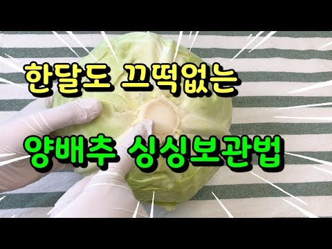 한달도 끄떡없는 양배추 싱싱보관법