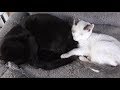 母さん猫クロにくっついて離れない新入り子猫マメ。朝も夜も一緒です。