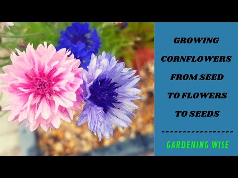 Video: Cornflower Soligt