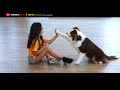 Alla scoperta dell’Australian Shepherd [UMBRIA NEWS] の動画、YouTube動画。