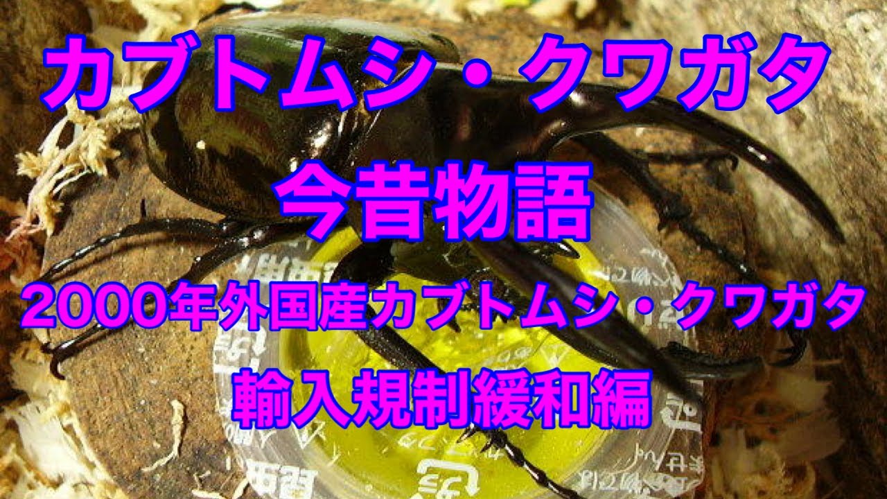 2000年外国産カブトムシ・クワガタ輸入緩和(黒船来襲)編 - YouTube