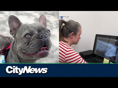 Video: Pet Scoop: Pes sa narodil v Moskve Metro, Parkinsonova pacientka dostane konečnú jazdu na koni