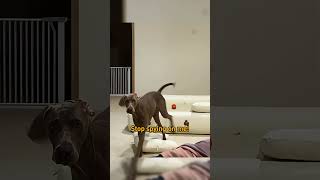 Is This My Dog’s Bed or a Cozy Lounge Spot? 🛋️ Learn more at jasiway.com ! 🌟#shorts #sofa #sofabed