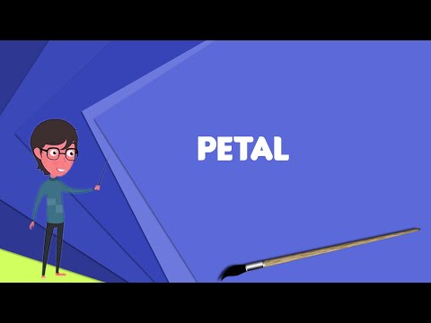 What is Petal? Explain Petal, Define Petal, Meaning of Petal