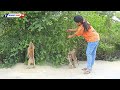 Brother KAKO Sister Baby LUNA With Tiny NINA Walk And Standing Harvest Jujube Fruits