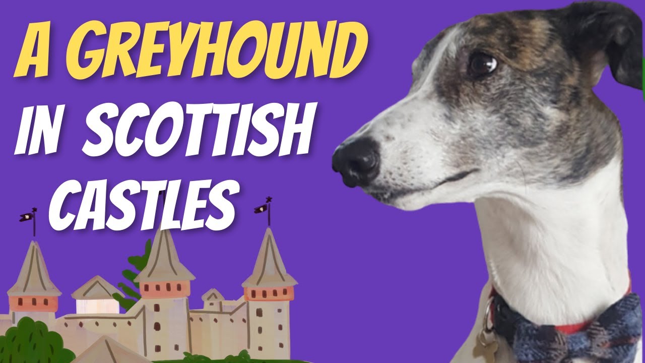 A Greyhound in Scottish Castles