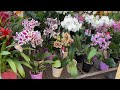 Hermosas plantas de interior en Lowes de Charlotte NC Orquídeas, Begonias,Calatheas y muchas mas