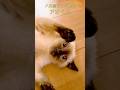 【今日のアオくん】猫コミニケーション頑張ってるw