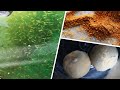 Baby Koi progression! 5 to 8 days old | Breeding project part 8