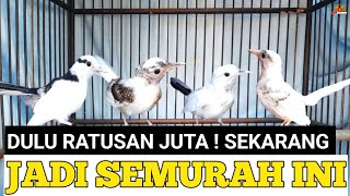 MAKIN REMUK ! MURAI BATU PANDA DULU RATUSAN JUTA SEKARANG SEMURAH INI !