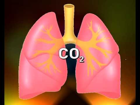 Video: Il biossido di carbonio è un gas?