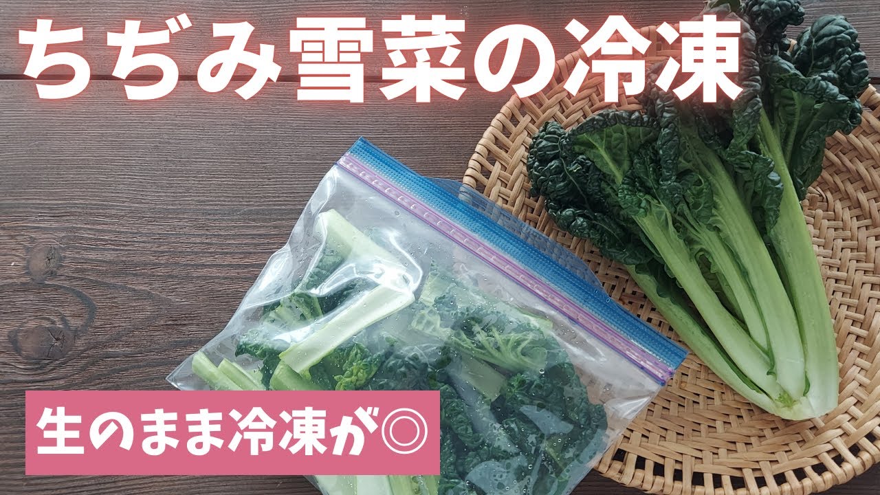 【ちぢみ雪菜の冷凍保存】宮城県（仙台）の伝統野菜/おいしく長持ち/野菜の冷凍保存/ちぢみゆきな/生のまま冷凍