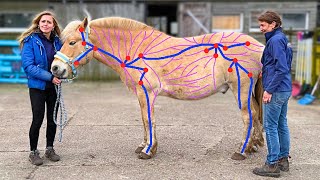 Dit Moet Iedere Paardengek Weten Over Lymfedrainagelymfesysteem